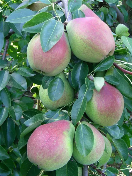 Pyrus com.'Clapps Liebling'   CAC Birne 'Clapps Liebling'   CAC