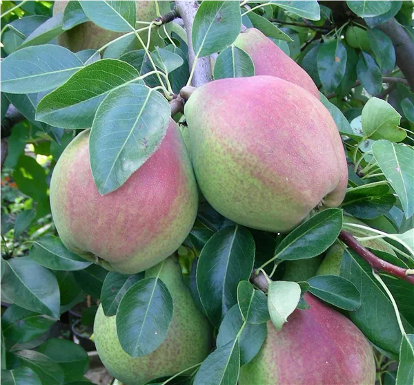 Pyrus com.'Clapps Liebling'   zert.vf Birne 'Clapps Liebling'   zert.vf