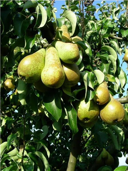 Pyrus com.'Conferencebirne'   CAC Birne 'Conferencebirne'   CAC