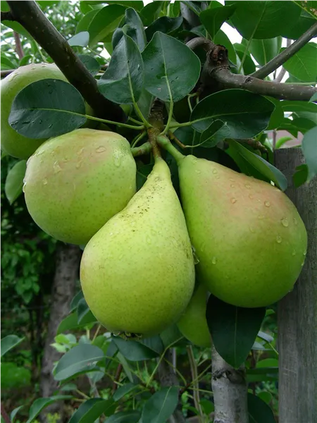 Pyrus com.'Dessertnaja'   zert.vf Birne 'Dessertnaja'   zert.vf