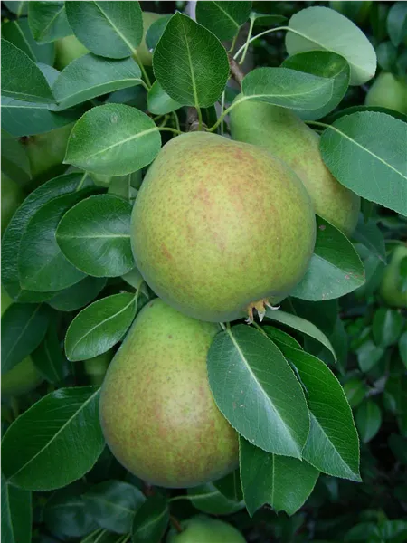 Pyrus com.'Frühe aus Trevoux'   CAC Birne 'Frühe aus Trevoux'   CAC