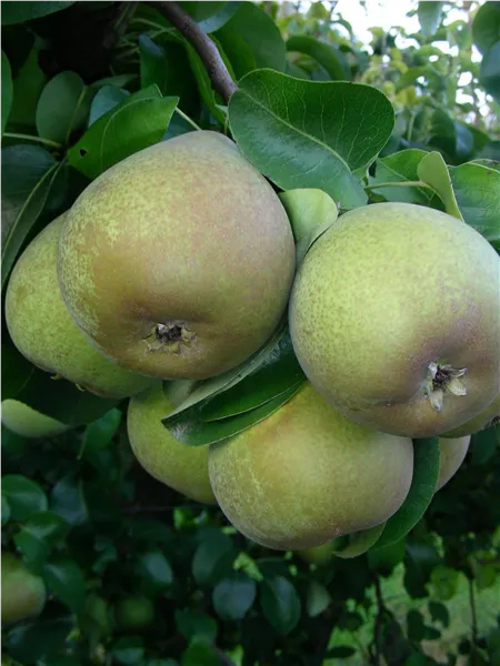 Pyrus com.'Gellerts Butterbirne'   CAC Birne 'Gellerts Butterbirne'   CAC