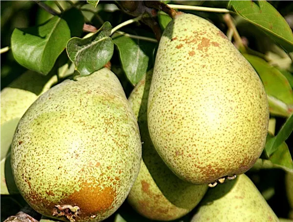 Pyrus com.'Gräfin von Paris'   zert.vf Birne 'Gräfin von Paris'   zert.vf