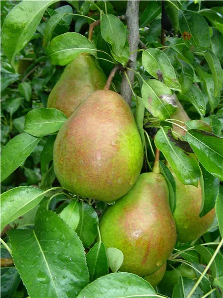 Pyrus com.'Gute Luise v.Avranches'   CAC Birne 'Gute Luise von Avranches'   CAC