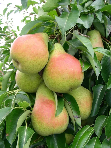 Pyrus com.'Harrow Sweet' ®   CAC Birne 'Harrow Sweet' ®   CAC