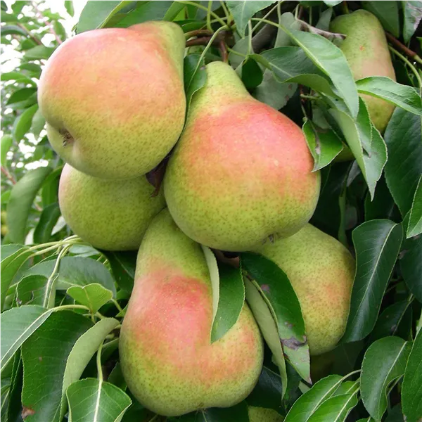 Pyrus com.'Harrow Sweet' ®   zert.vf Birne 'Harrow Sweet' ®   zert.vf