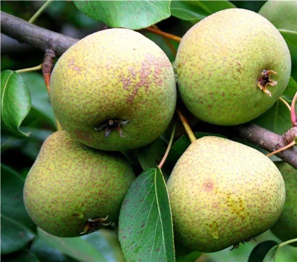 Pyrus com.'Karcherbirne'   CAC Birne 'Karcherbirne'   CAC