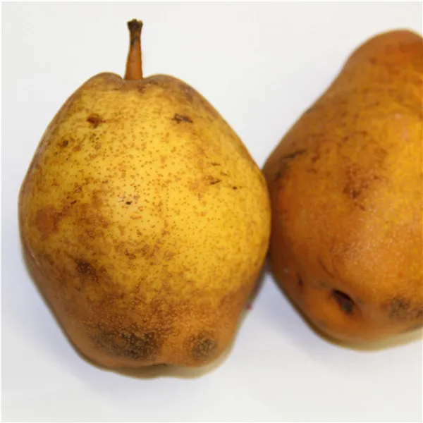 Pyrus com.'Kieffersbirne'   CAC Birne  'Kieffersbirne'   CAC