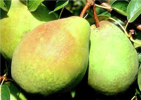 Pyrus com.'Köstliche von Charneux'   CAC Birne 'Köstliche von Charneu'   CAC