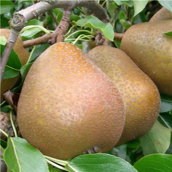 Pyrus com.'Madame Verte'   zert.vf Birne 'Madame Verte'   zert.vf