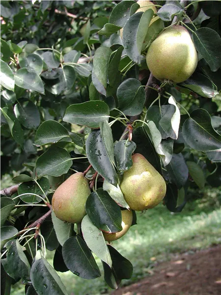 Pyrus com.'Nägelischebirne'   CAC Birne 'Nägelischebirne'   CAC