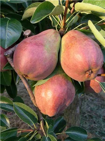 Pyrus com.'Rote Williams Christ'   CAC Birne 'Rote Williams Christ'   CAC