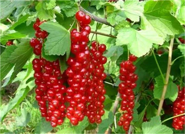 Ribes rubrum 'Rovada'   CAC I Johannisbeere 'Rovada'   CAC I