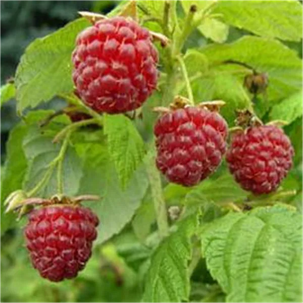 Rubus id.'Autumn Bliss'   CAC Himbeere 'Autumn Bliss'   CAC