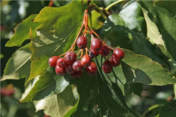 Sorbus torminalis 'Elsbeere' Elsbeere