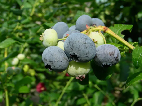 Vaccinium corymb.'Bluecrop' Heidelbeere 'Bluecrop'