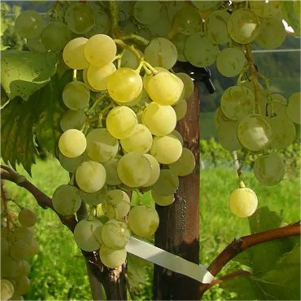 Vitis 'Fanny' Tafeltraube 'Fanny'