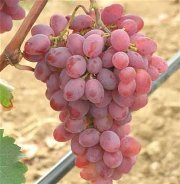 Vitis 'Katharina' Tafeltraube 'Katharina'