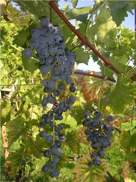 Vitis 'Muscat bleu' II Weinrebe 'Muscat bleu'