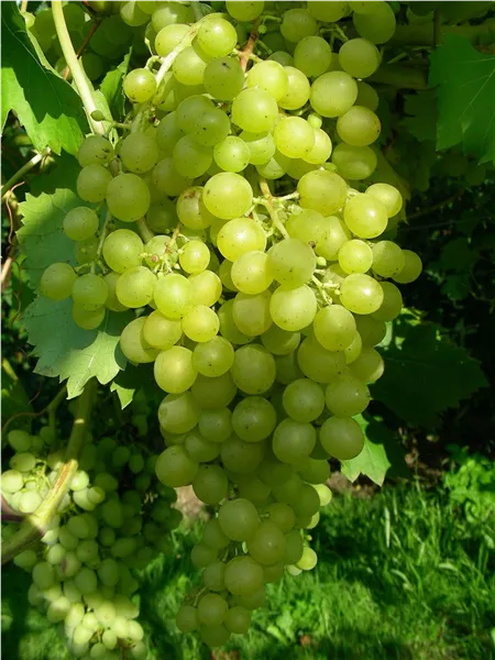 Vitis 'Palatina' Vitis 'Palatina'
