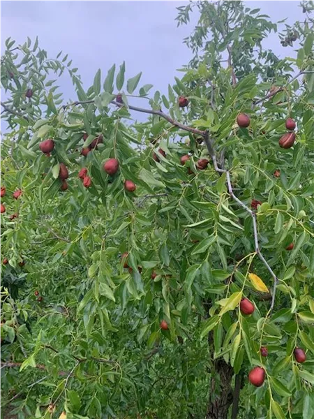Ziziphus jujuba li (apfelförmig) Jujuba, Chinesische Dattel, Brustbeere