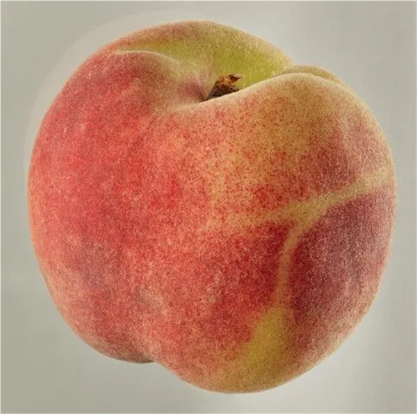 Prunus persica 'Marpesia' -R-        CAC Pfirsich 'Marpesia' -R-