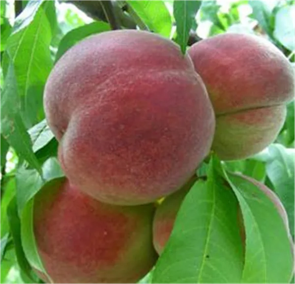 Prunus persica 'Roter Ellerstädter'    zert.vf Pfirsich 'Roter Ellerstädter'  zert.vf