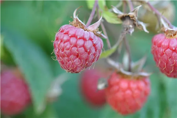 Rubus id.'Willamette'   CAC Himbeere 'Willamette'   CAC