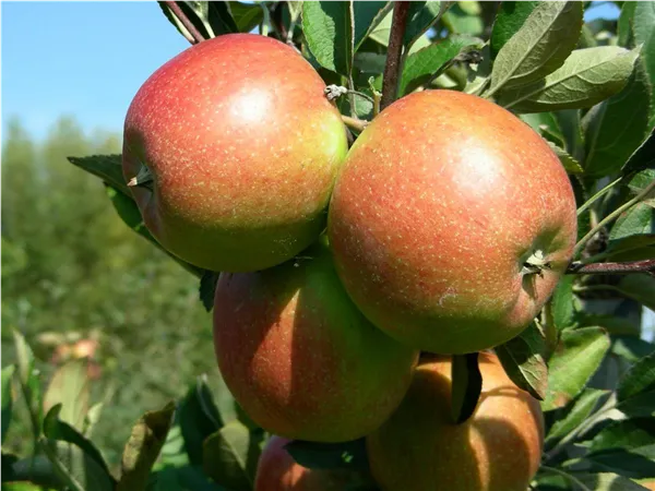 Malus 'Braeburn'                   zert.vf Apfel 'Braeburn'                    mittel