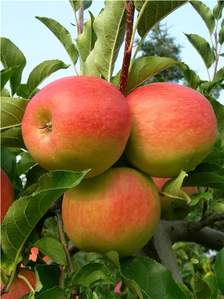 Malus 'Cadel'                     CAC Apfel 'Cadel'