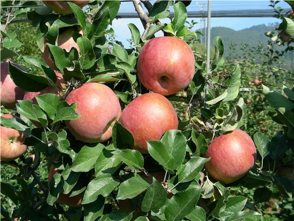 Malus 'Fuji' BC 2                      CAC Apfel 'Fuji' BC 2