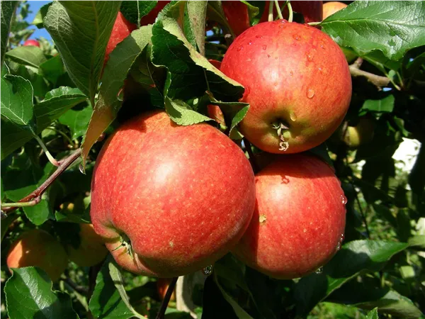 Malus 'Gala'                       zert.vf Apfel 'Gala'                        mittel