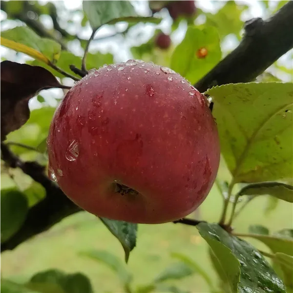 Malus 'Christkindler'   CAC Apfel 'Christkindler'   CAC
