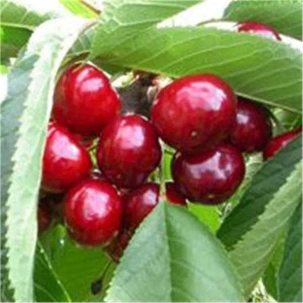 Prunus av.'Christiana -S-'                     CAC Süßkirsche 'Christiana -S-'