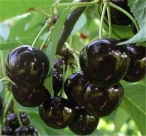 Prunus av.'Narana -S-'                     CAC Süßkirsche 'Narana -S-'