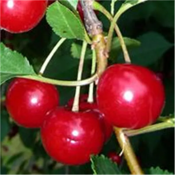 Prunus cer.'Beutelsbacher Rexelle'     CAC Sauerkirsche 'Beutelsbacher Rexelle'