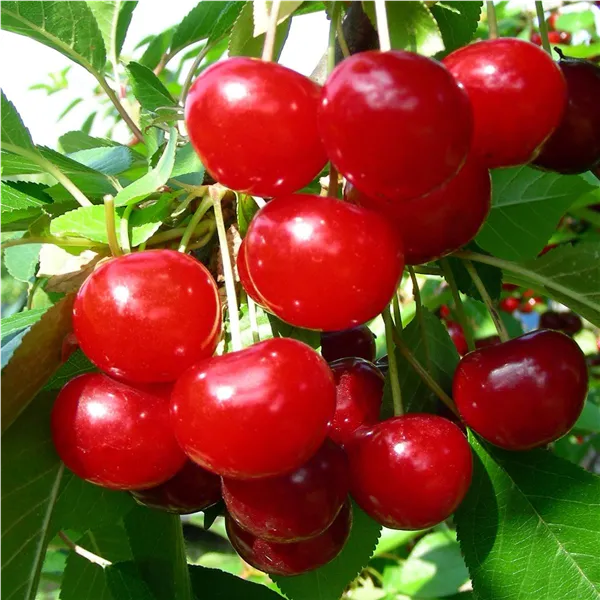 Prunus cer.'Favorit'                   CAC Sauerkirsche 'Favorite'