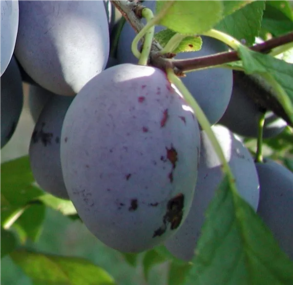 Prunus dom.'Cacaks Fruchtbare'         CAC Zwetsche 'Cacaks Fruchtbare'