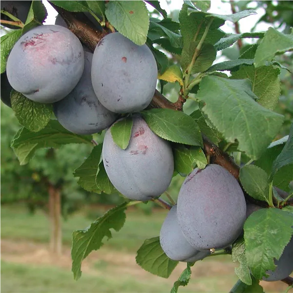 Prunus dom.'Haganta'  -S-         zert.vf Zwetsche 'Haganta'  -S-