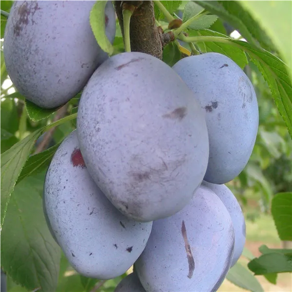 Prunus dom.'Hanka' -R- CAC Zwetsche 'Hanka' -R- CAC