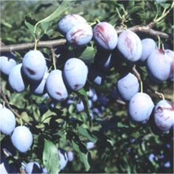 Prunus dom.'Hauszwetsche Meschenm.'    CAC Hauszwetsche 'Meschenmoser'