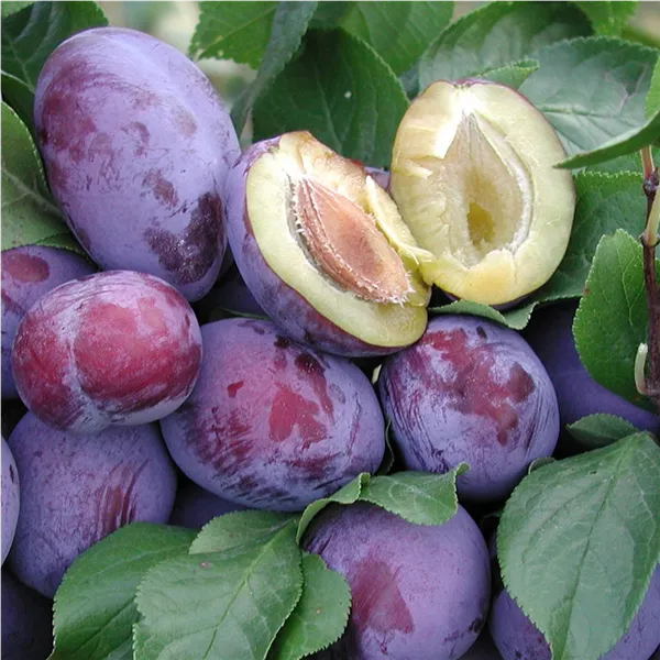 Prunus dom.'Jojo'                  zert.vf Zwetsche 'Jojo'      - R -