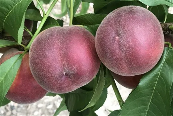 Prunus persica 'Coraline ® Monco (S)'      zert.vf Pfirsich 'Coraline ® Monco (S)'