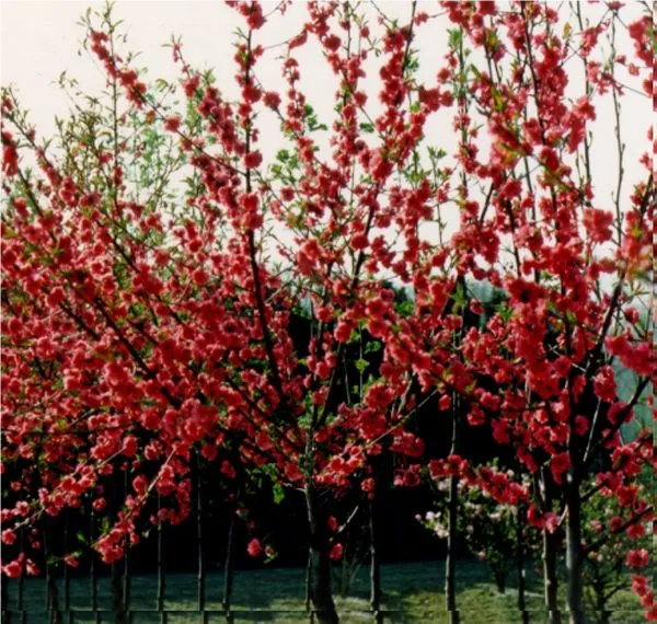 Prunus persica 'Melred'             CAC Pfirsich 'Melred'  Zierpfirsich