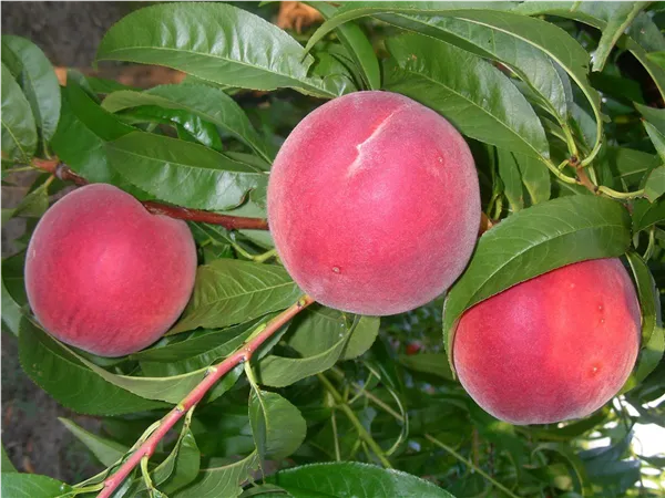 Prunus persica 'Redhaven'          zert.vf Pfirsich 'Redhaven'