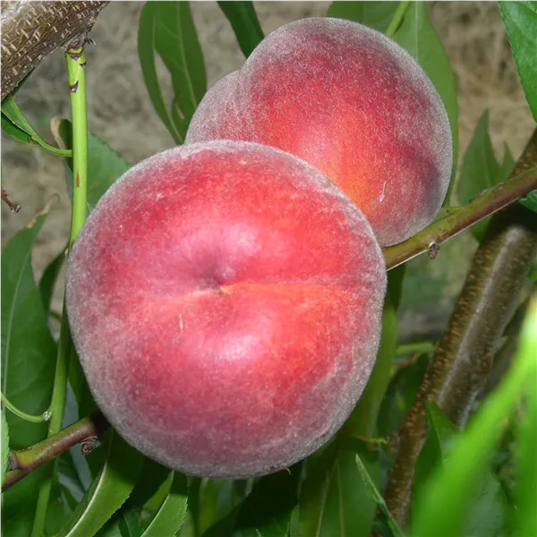 Prunus persica 'Royal Glory -R- Zaifer (S)' CAC Pfirsich 'Royal Glory -R- Zaifer (S)'    CAC