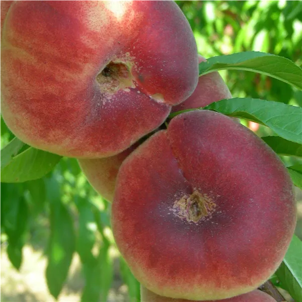 Prunus persica 'Saturne'              CAC Tellerpfirsich 'Saturne'