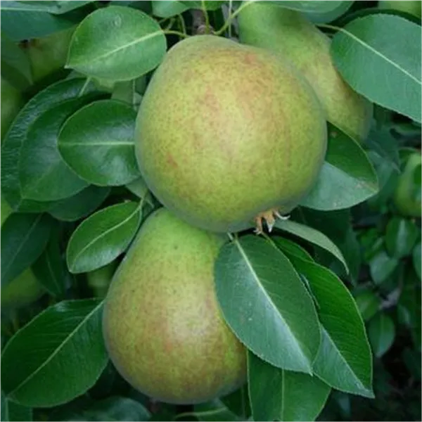 Pyrus com.'Frühe aus Trevoux'      zert.vf Birne 'Frühe aus Trevoux'             früh