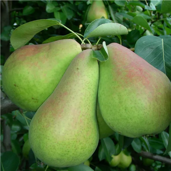 Pyrus com.'Morettini'        zert. vf Birne 'Moretini'