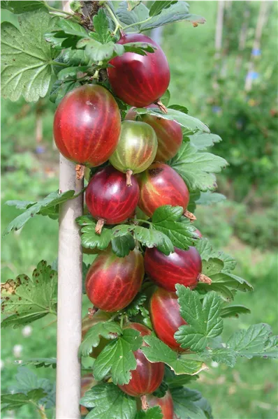 Ribes uva-crispa  'Laprima -R-' CAC Stachelbeere 'Laprima -R-'